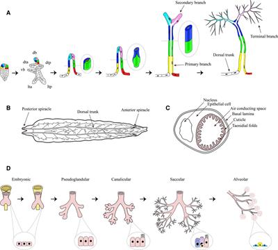 Airway remodeling: The Drosophila model permits a purely epithelial perspective